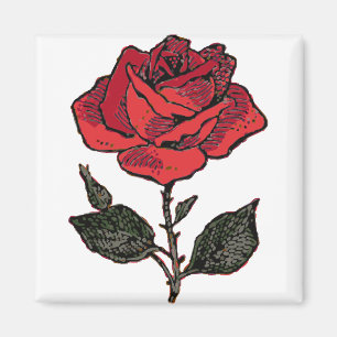 Red Rose Love Rosa Rose Perennial Flower Petals Magnet