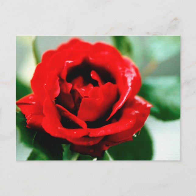 Red Rose Love Thank you Postcard (Front)