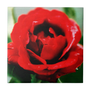 Red Rose Love Tile