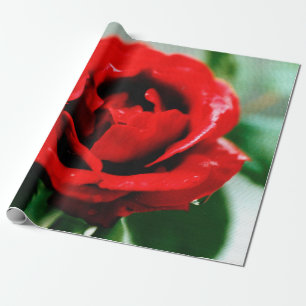 Red Rose Love   Wrapping Paper