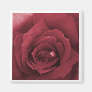 red rose magnet