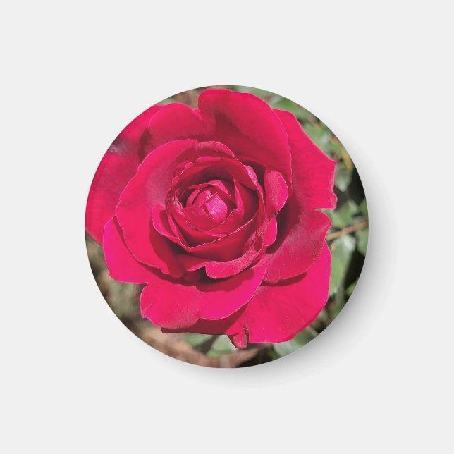 Red Rose Magnet (Front)