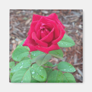 Red Rose Magnet