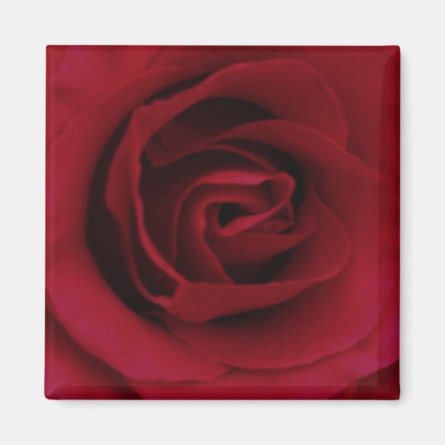 Red Rose Magnet (Front)