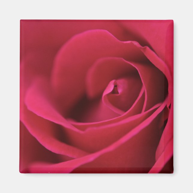 Red Rose Magnet (Front)
