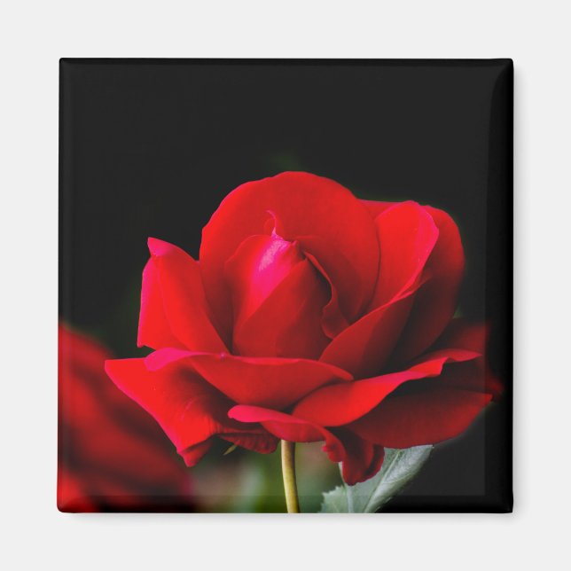 Red rose magnet (Front)