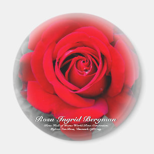 Red Rose Magnet
