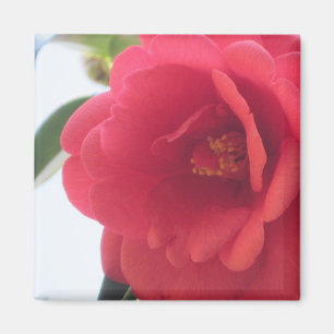 Red Rose Magnets
