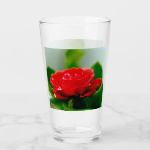 Red Rose of passion covered with dew drops Glass