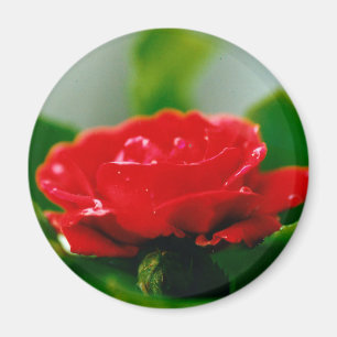 Red Rose of passion covered with dew drops  Magnet