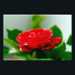 Red Rose of passion covered with dew drops  Photo Print<br><div class="desc">Morning red Rose covered with drops of morning dew. Red rose blooming in rose garden. Floral photography of a red rose flower in full bloom. 
The red rose symbolize love,  passion,  romance,  beauty,  discretion,  elegance,  luxury,  and sensuality.</div>