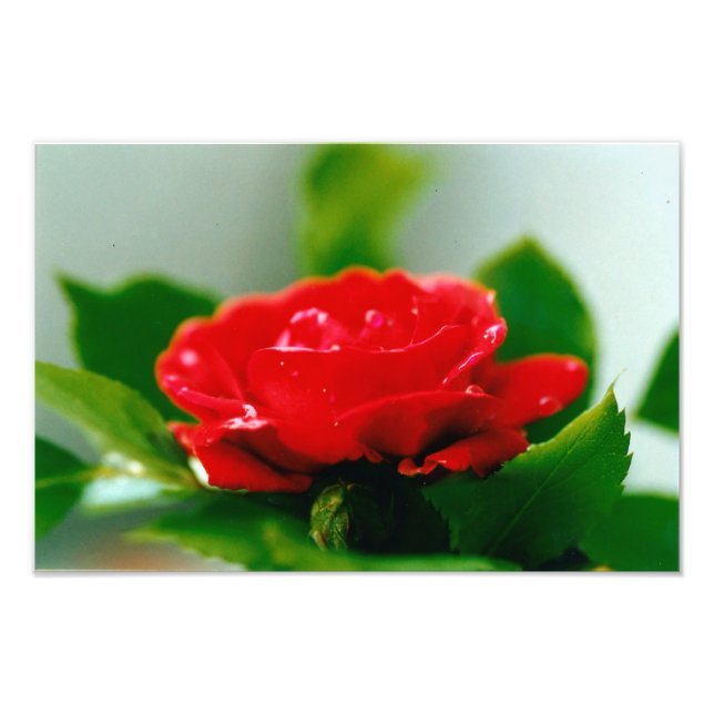 Red Rose of passion covered with dew drops  Photo Print (Front)