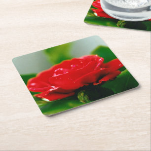 Red Rose of passion covered with dew drops  Square Paper Coaster