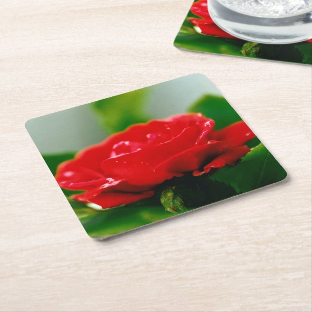 Red Rose of passion covered with dew drops  Square Paper Coaster (Angled)