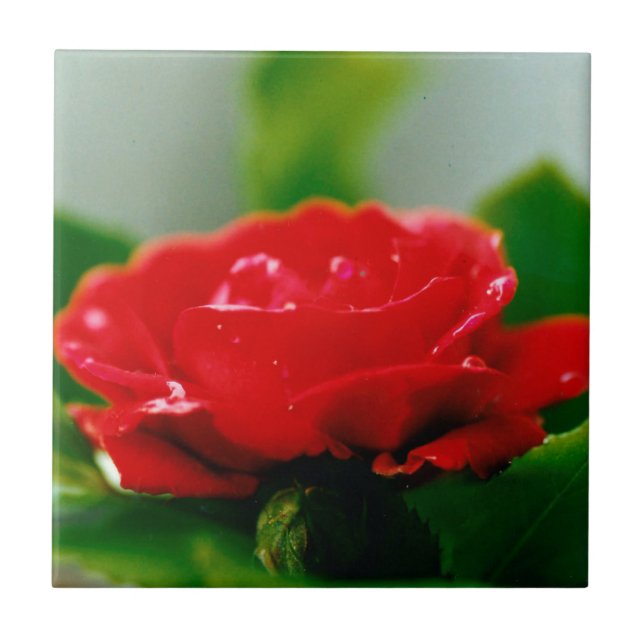 Red Rose of passion covered with dew drops   Tile (Front)