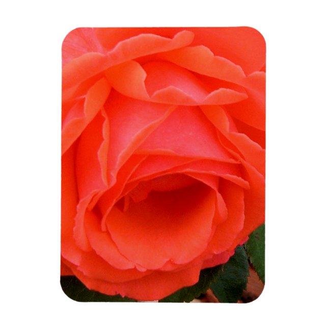 Red Rose of Summer - Magnet (Vertical)