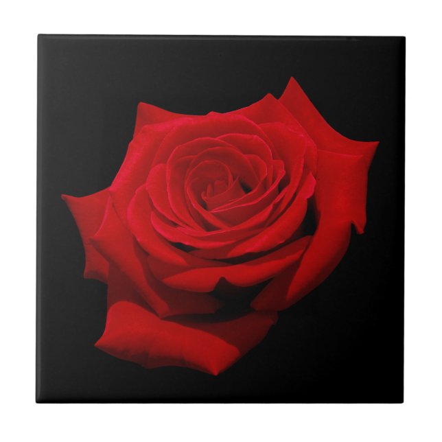Red Rose on Black Background Tile (Front)