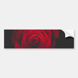 Red rose on black background vintage effect bumper sticker