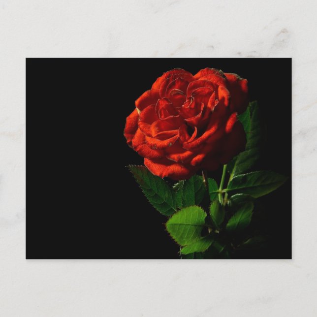 Red Rose on Black Floral Postcard (Front)
