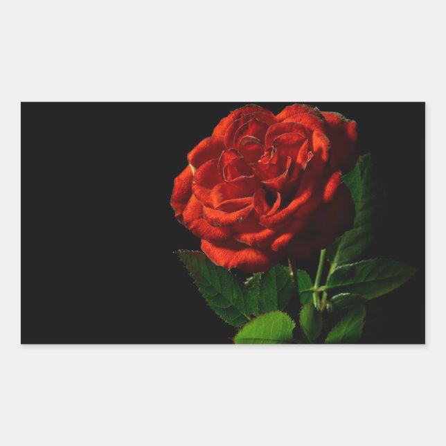 Red Rose on Black Floral Sticker (Front)
