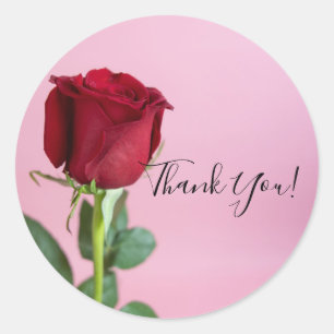 Red Rose on Pink Elegant Romantic  Classic Round Sticker
