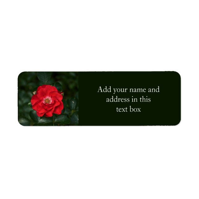 Red Rose P6568 (Front)