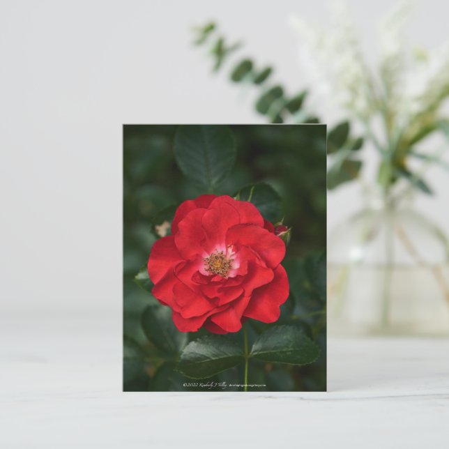 Red Rose P6568 Postcard (Standing Front)