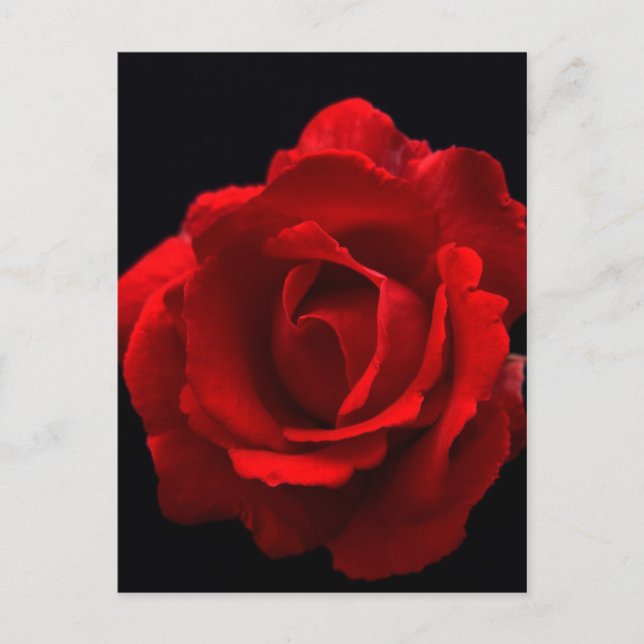 Red Rose pccna Postcard (Front)