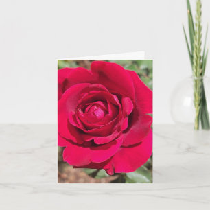Red Rose Personalized Greeting Card