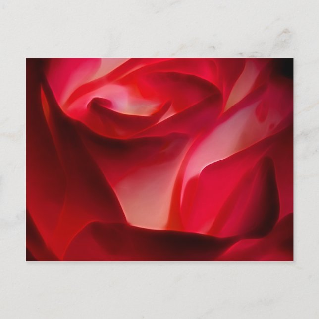 red rose petals postcard (Front)