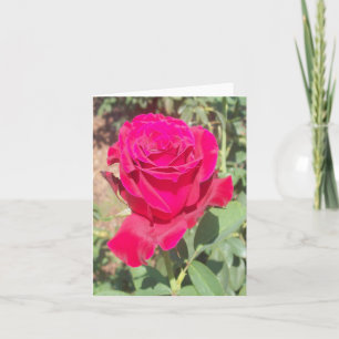 Red Rose Photo Folded Note Card