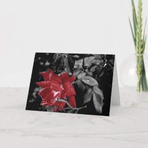 Red Rose Photo "Happy Valentine's Day!" Greeting Card