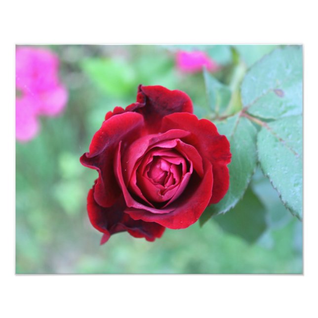 Red rose photo print (Front)