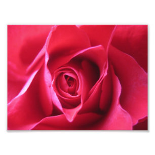 Red rose photo print