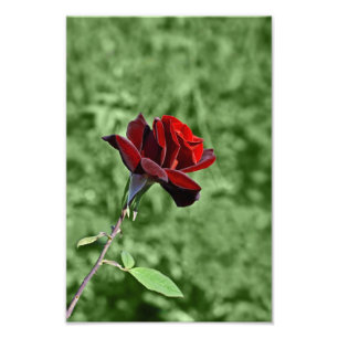 Red Rose Photo Print