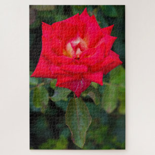 Red Rose Photo Puzzle