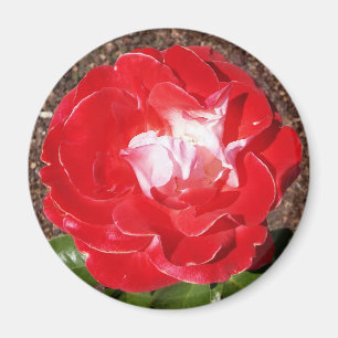 Red Rose Photo Round Magnet