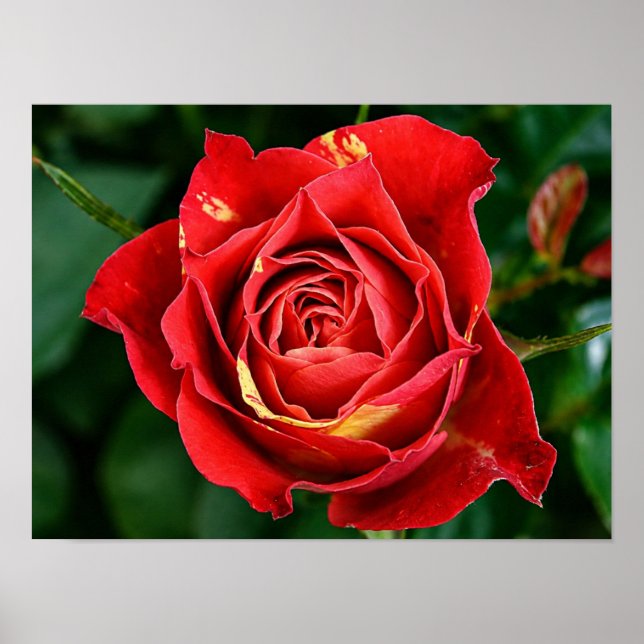 Red Rose Photography Poster (Front)