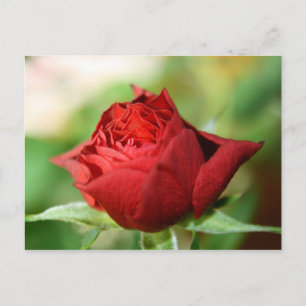 Red Rose Post Card