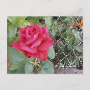 Red Rose Postcard