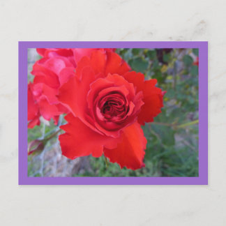 Red Rose postcard