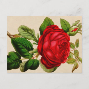 Red Rose Postcard