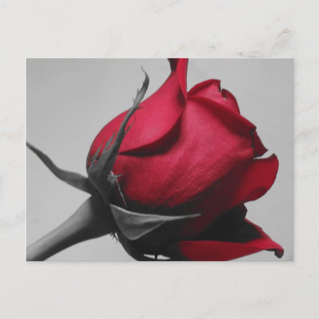 Red Rose Postcard (Front)