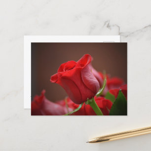 Red Rose Postcard