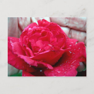 Red Rose Postcard