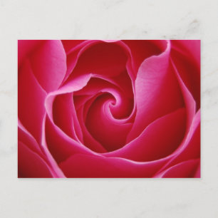 Red Rose Postcard
