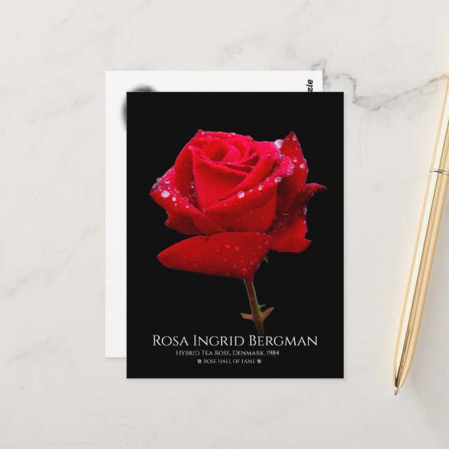 Red Rose Postcard (Front/Back In Situ)