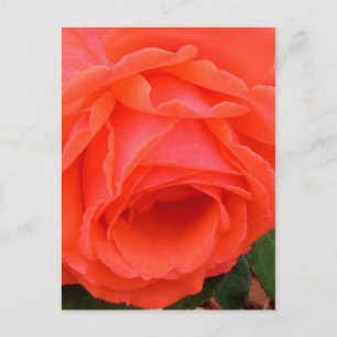 Red Rose Postcard