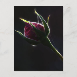 Red Rose Postcard