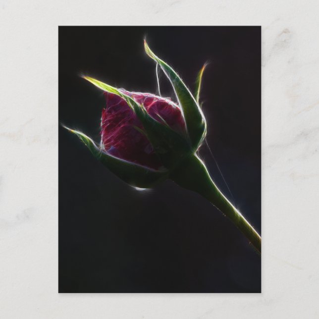 Red Rose Postcard (Front)